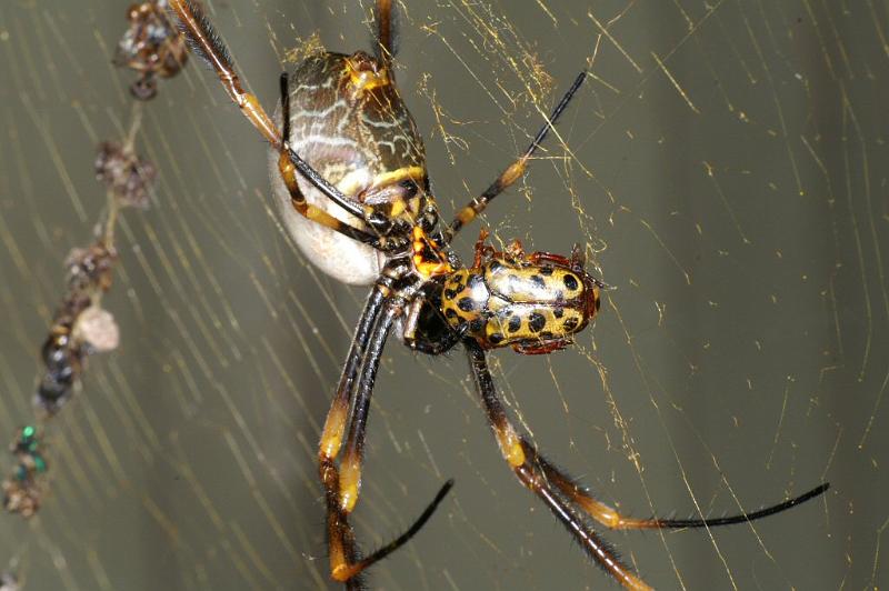 Nephila_plumipes_D4179_Z_86_Alexandra hills Brisbane_Australie.jpg